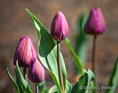 Four Young Tulips_53156.jpg - Photographed at Ottawa, Ontario - the capital of Canada.